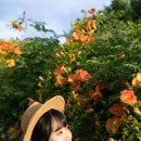 남평카부분정비 | [대구 핫플] 남평문씨본리세거지 능소화 스냅 촬영후기🧡 6월 여름 데이트 코스 추천