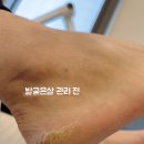 레푸스동래
