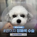 에프엠(FM)동물메디컬센터 김포점 | 딱딱한 고구마 먹고 강아지 장폐색 증상?장절개 수술 후기 김포24시동물병원