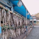 굴골 황태덕장 네이버블로그