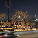 소나무숲 이미지