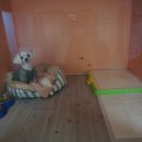 은봉애견 이미지