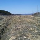 은행나무 농장 이미지