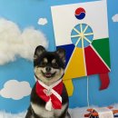 멍멍이샵 이미지