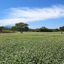 조천읍 와흘메밀마을 이미지