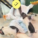 건대 놀거리 동물다방 후기 :: 아기돼지 삼형제 당근 쟁탈전