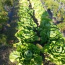 동제농장 이미지