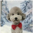 행복한 애견 미용 이미지