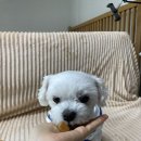 최애네고구마