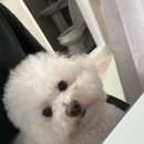 살찐 가나디와 솜사탕 이미지