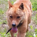 순수진돗개 이미지