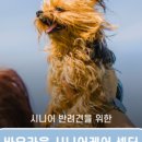 시니어브레인케어 이미지