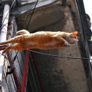 고양이날다 이미지