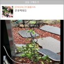 갠이불플라워