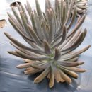 오곡농장 이미지