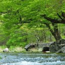 07-05-23(수).덕향의 아침산책.[우리말 바루기] 옭맬까, 옥죌까 이미지