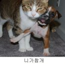 다이쏘 이미지