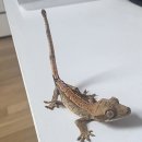 미월농장 | 그저 정신없었던 3월 셋째주 삼형제 엄마의 뒤늦은 일상기록