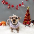 모모 애견미용 이미지