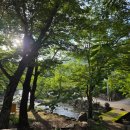 표충사호국박물관 | [7월부산경남가볼만한곳] 밀양 표충사배롱나무 개화상황