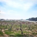 매화농장 이미지