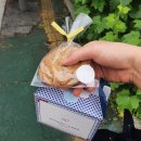 솔레트 이미지