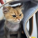 가정 펫 살롱 이미지