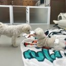 생글댕글 이미지