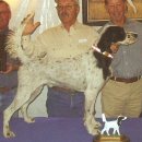 2.잉글리쉬 세터(english setter) 이미지