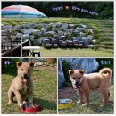 초천3리 이미지