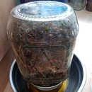 인퓨즈드 이미지