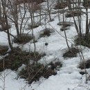 대성산 사슴농장 이미지