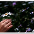 삼문송림길 이미지