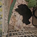 어서와 댕댕아 네이버블로그
