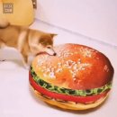 햄버거 방석 선물받은 시바견 이미지