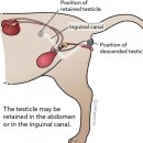 해뜨는 동물병원 이미지