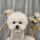 페어리몽드 이미지