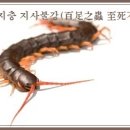 백족지충 지사불강(百足之蟲 至死不僵) 이미지