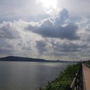 올림픽공원 맥문동과 나홀로나무 이미지