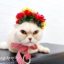 잔다냥 천안점 이미지