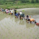 임실 기림초등학교 이미지