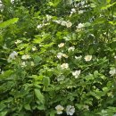 풀냄새꽃향기 이미지