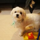 해피하개 이미지