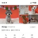 까끄숑 이미지