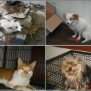 6/25 흰색&갈색 믹스견 2마리. 고양이. 요키 2마리. 시츄 (2007-7-24 까지) 이미지