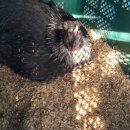 자연부화장 이미지