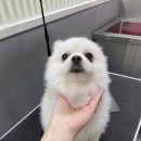 쁘띠앤독 이미지