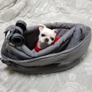 견생일기 이미지