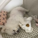 진심동물내과심장병원 | 대구 진심 동물 심장내과 ❤️🫀