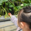 다산농원 | 1년 사이 훌쩍 큰 42개월 아이와 함께한 '다산딸기조합농원' 재방문 후기